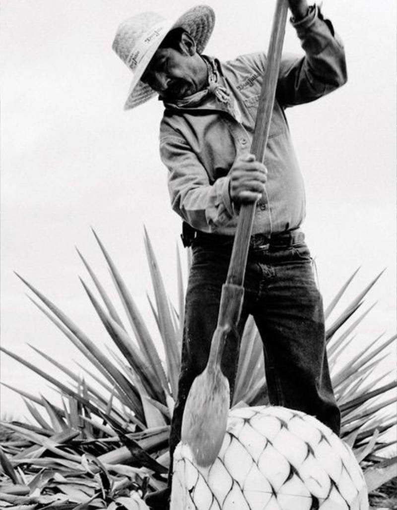 Agave Farmer